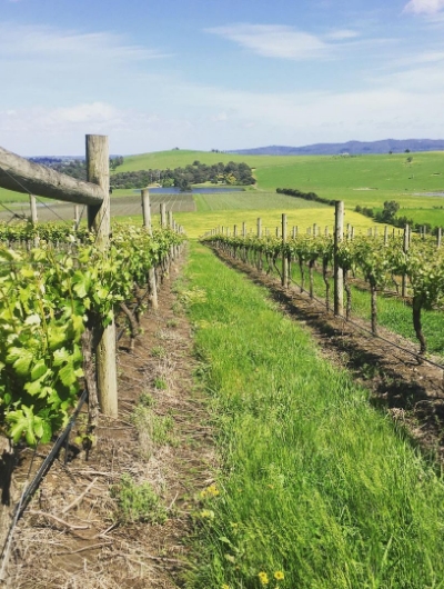 corporate-wine-tours-big-1