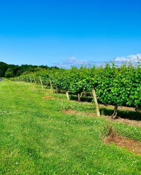 wine-tasting-tour-small-2