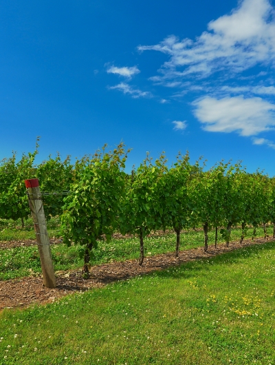 yarra-valley-2-big
