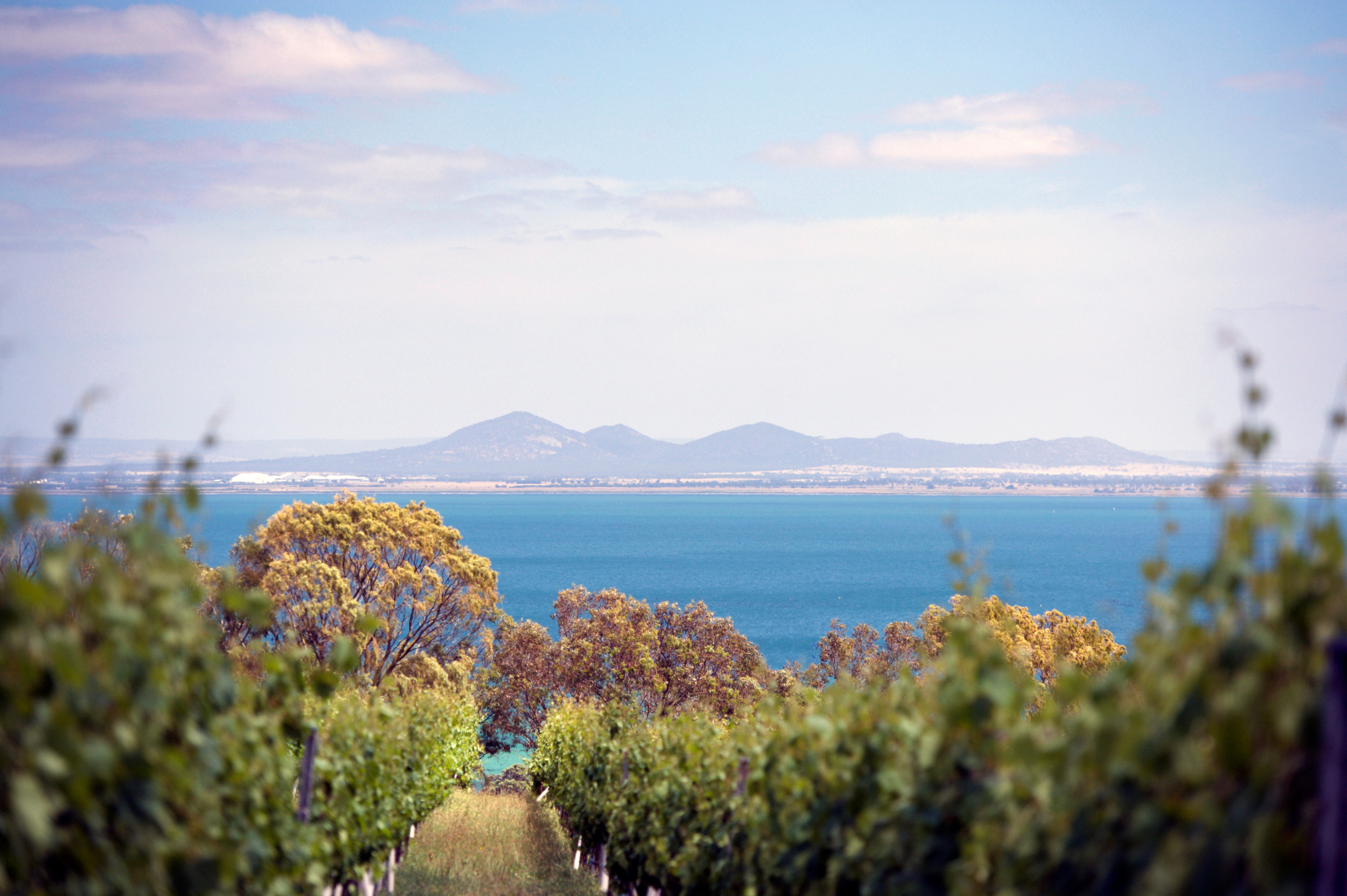 BELLARINE HEADLINE PHOTO