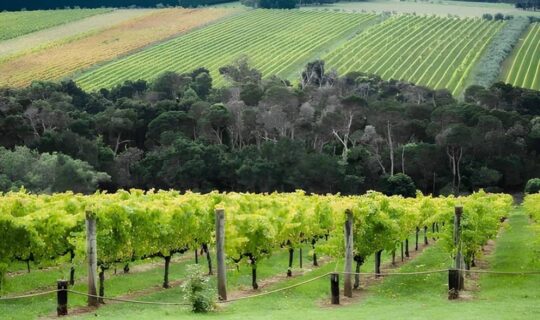 The Mornington Peninsula