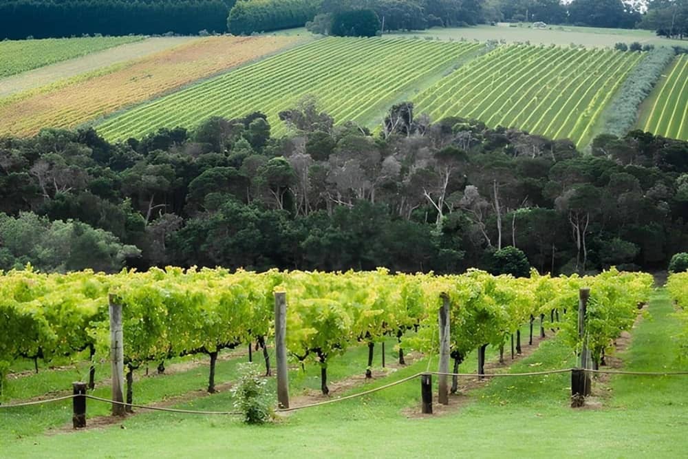 The Mornington Peninsula